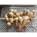 Fresh Ginger with Good Quality and Competitive Price